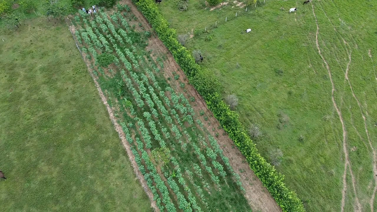 Vista aérea cultivo higuerilla