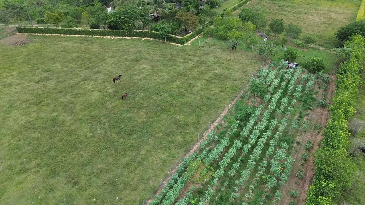 Vista aérea cultivos FAMEC
