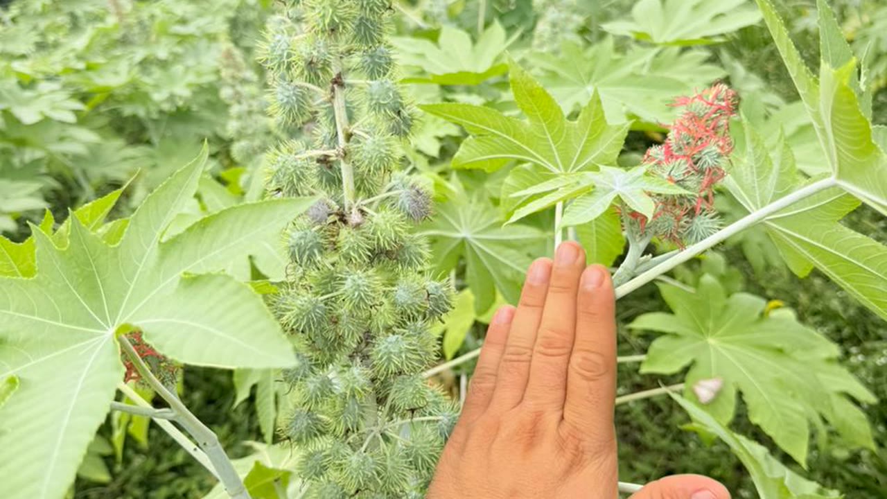 Planta de higuerilla en floración