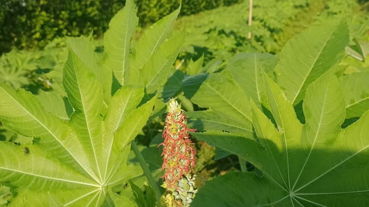 Fruto de higuerilla — semilla industrial