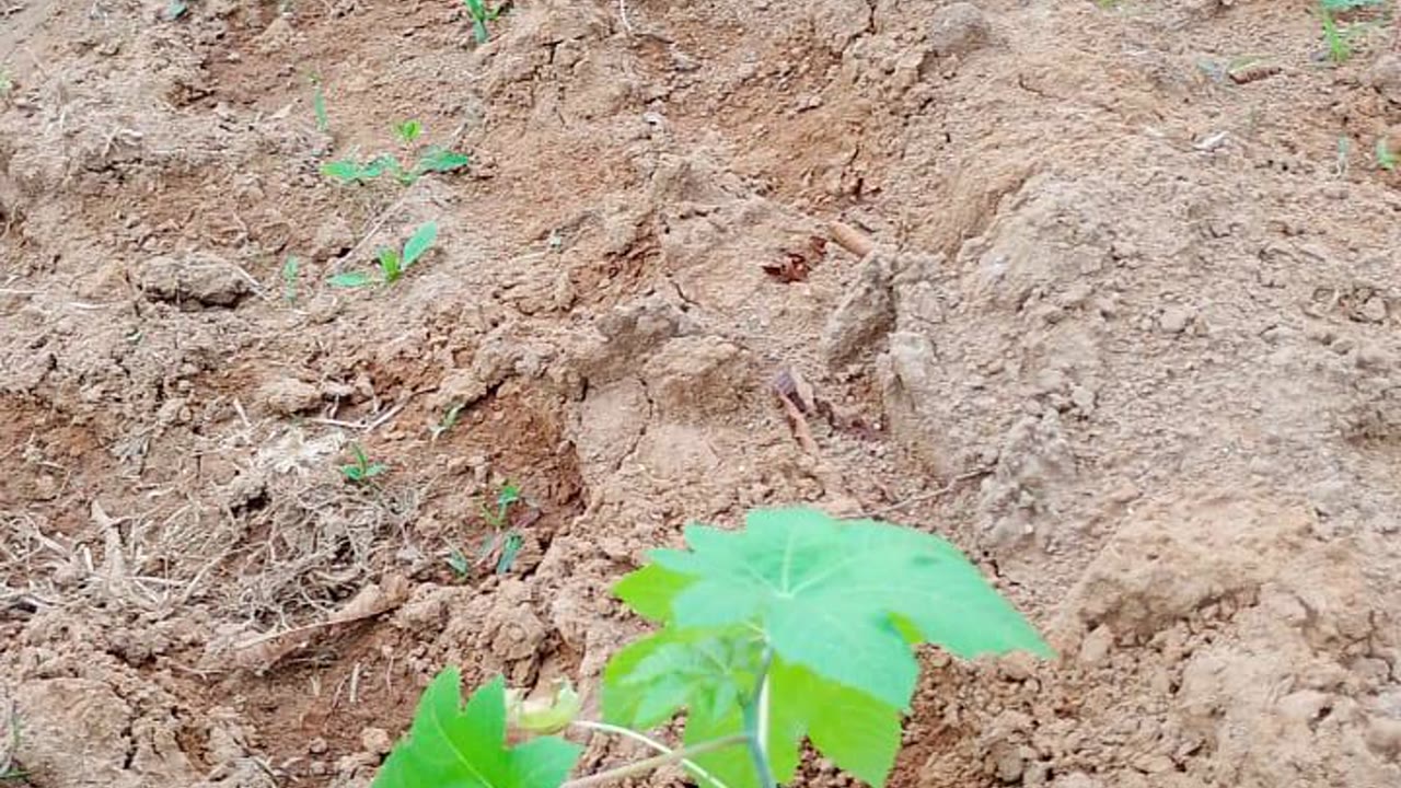 Cultivo de higuerilla en campo