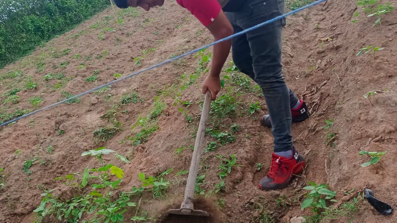 Cultivo piloto de higuerilla — FAMEC, Meta